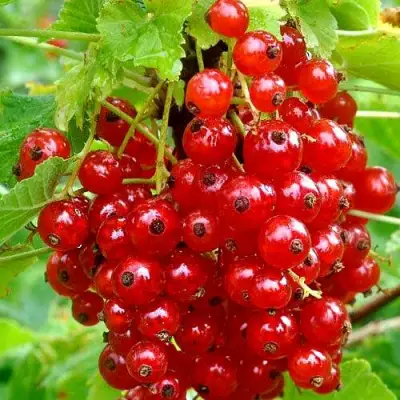 Смородина красная НЕНАГЛЯДНАЯ в Слуцке