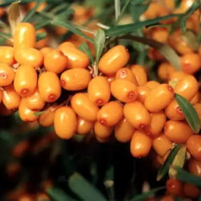 Облепиха ДАР МГУ в Слуцке