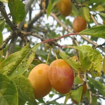 Слива НАТАША в Слуцке