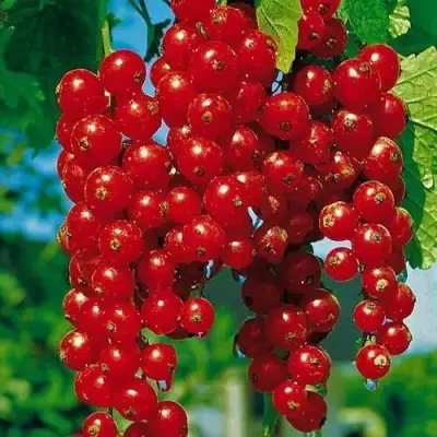 Смородина красная РОВАДА в Слуцке