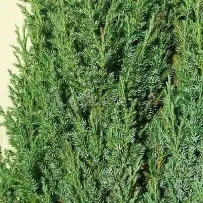 Можжевельник ХИБЕРНИКА обыкновенный  в Слуцке