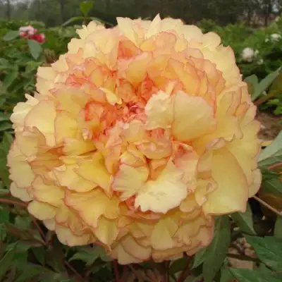 Пион ЗОЛОТАЯ РОССЫПЬ древовидный в Слуцке