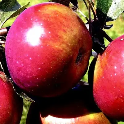 Яблоня ВЕСЯЛИНА в Слуцке