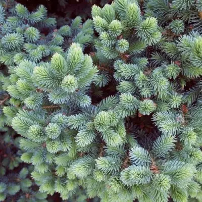 Ель ЭХИНИФОРМИС сизая в Слуцке