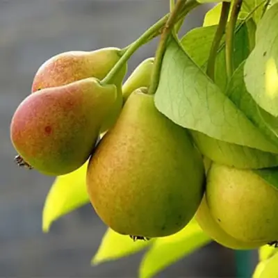 Груша СЕВЕРЯНКА в Слуцке