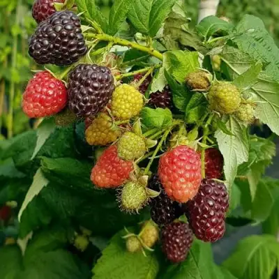 Малина БЛЭК ПОЛЬКА (ХЕБАН) в Слуцке