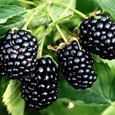 Ежевика ПРАЙМ АРК ТРЕВЕЛЕР ремонтантная  в Слуцке