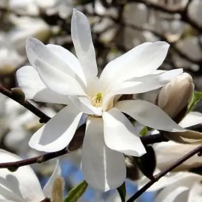 Магнолия ЛЕБНЕРА МЕРРИЛЛ в Слуцке