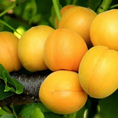 Абрикос ЦАРСКИЙ в Слуцке