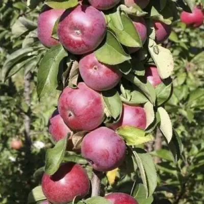 Яблоня ЕСЕНИЯ колонновидная в Слуцке