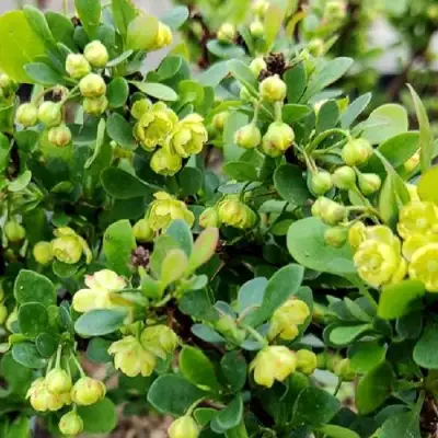 Барбарис КОБОЛЬД тунберга в Слуцке