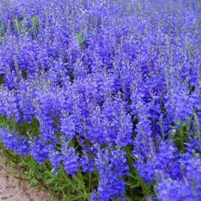 Вероника австрийская в Слуцке