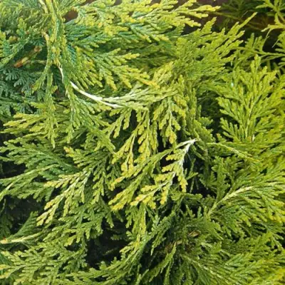 Кипарисовик САНКИСТ лавсона в Слуцке