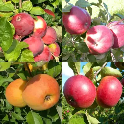 Комплект ЯБЛОНЕВЫЙ КВАРТЕТ в Слуцке