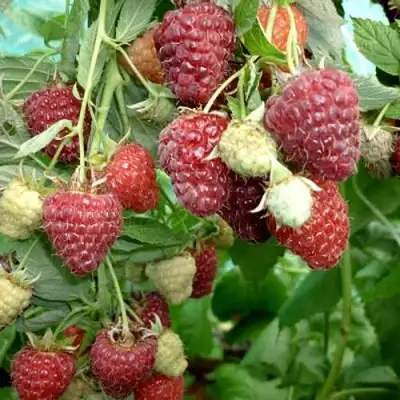 Малина ЖАР-ПТИЦА в Слуцке