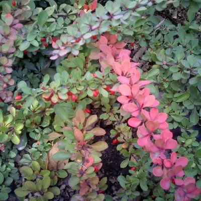 Барбарис ГРИН КАРПЕТ тунберга в Слуцке