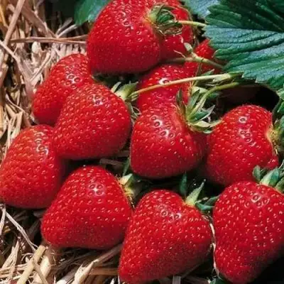 Клубника КИМБЕРЛИ в Слуцке