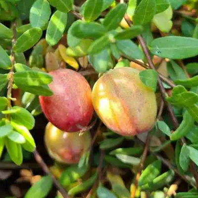 Клюква СТАНКОВИЧ в Слуцке