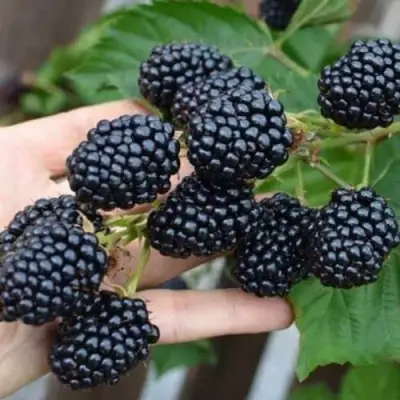 Ежевика ДЖАМБО бесшипная  в Слуцке