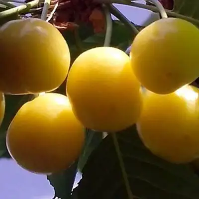 Черешня ЧЕРМАШНАЯ в Слуцке