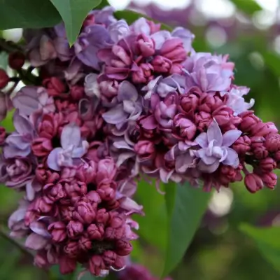 Сирень П.П.КОНЧАЛОВСКИЙ в Слуцке