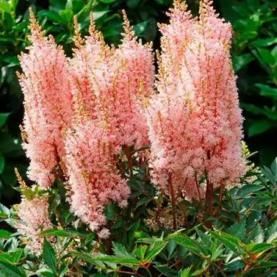 Астильба ЛУК ЭТ МИ японская в Слуцке