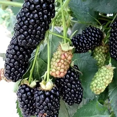 Ежевика ПРАЙМ АРК 45 ремонтантная   в Слуцке