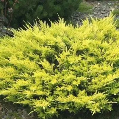 Можжевельник ЛАЙМ ГЛОУ горизонтальный  в Слуцке