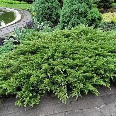 Можжевельник РОКЕРИ ДЖЕМ казацкий  в Слуцке