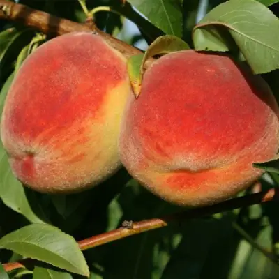 Персик МАРИЯ в Слуцке