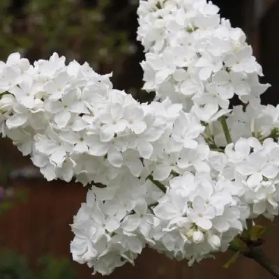 Сирень ФЛОРА в Слуцке