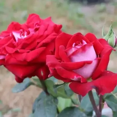 Роза АЛЬЯНС чайно-гибридная в Слуцке