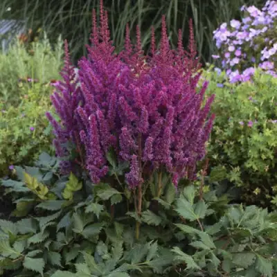 Астильба ВИЖНС китайская в Слуцке