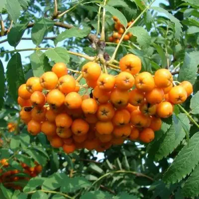 Рябина НЕВЕЖИНСКАЯ ЖЕЛТАЯ сладкоплодная в Слуцке