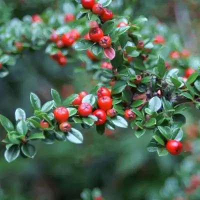 Кизильник горизонтальный в Слуцке
