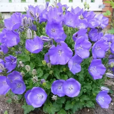 Колокольчик САНТА карпатский в Слуцке