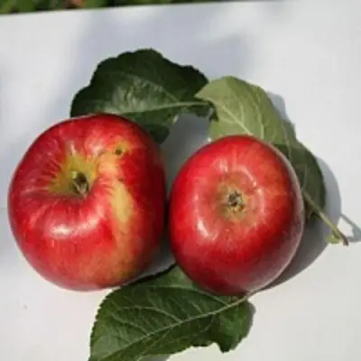 Яблоня РЕДФРИ в Слуцке