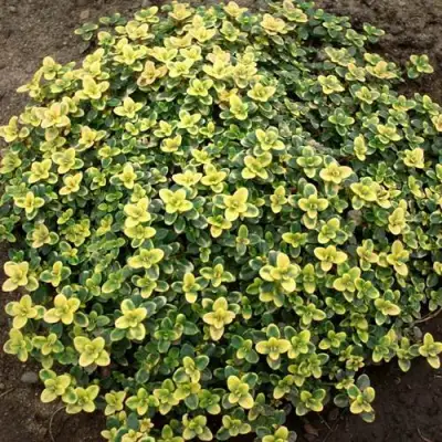 Тимьян ДОННА ВАЛЕЙ лимоннопахнущий в Слуцке