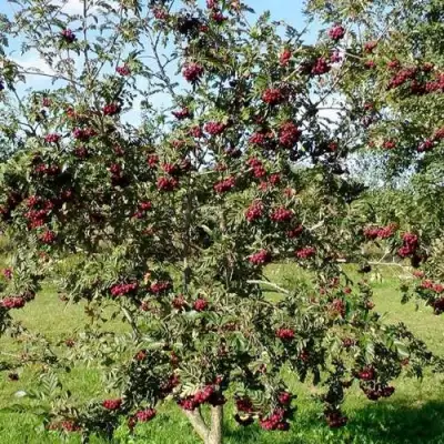 Рябина БУРКА сладкоплодная в Слуцке