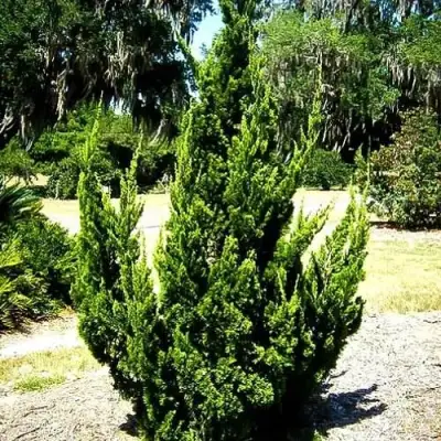 Можжевельник КАЙЗУКА китайский в Слуцке