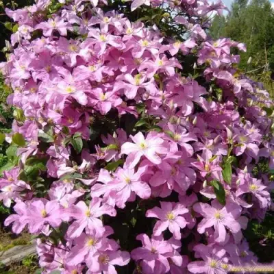 Клематис КОМТЕСС ДЕ БУШО в Слуцке