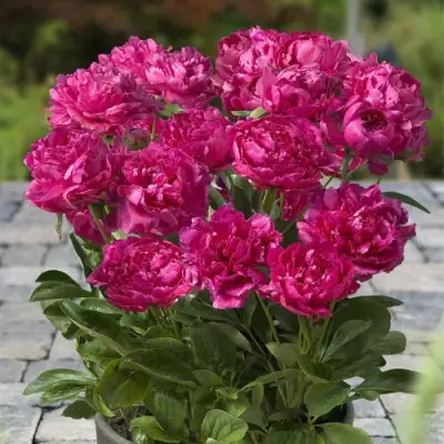 Пион ЛОНДОН травянистый в Слуцке