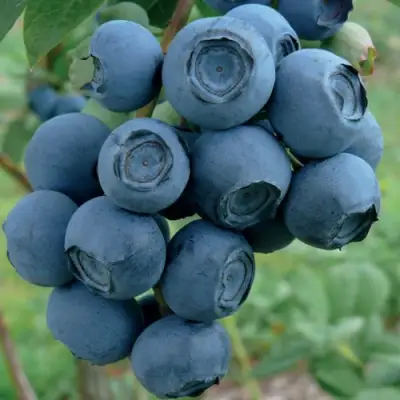 Голубика РУБЕЛ в Слуцке