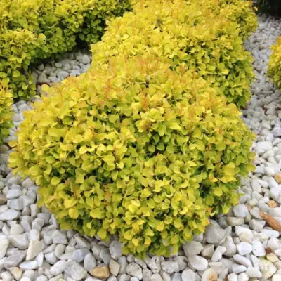 Барбарис БОНАНЗА ГОЛД тунберга в Слуцке