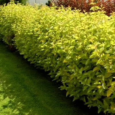 Комплект ДАРТС ГОЛД в Слуцке