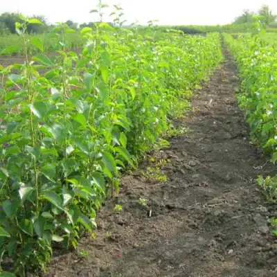 Подвой черешни ДИКАЯ ЧЕРЕШНЯ в Слуцке