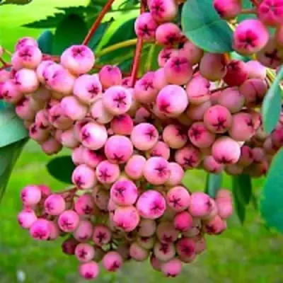 Рябина ПИНК сладкоплодная в Слуцке