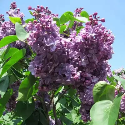 Сирень ВИОЛЕТТА в Слуцке