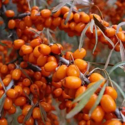 Облепиха ВОРОБЬЕВСКАЯ в Слуцке