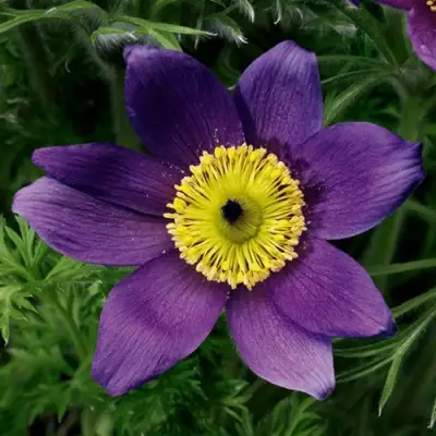 Прострел ПИНВИЛ БЛЮ ШЕЙДЕС в Слуцке